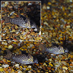 Spotted Cory Catfish (Group of 3) (click for more detail)