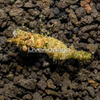Saron Shrimp (click for more detail)