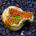 LiveAquaria® Green Polyp Crateriformis Acropora Coral (click for more detail)