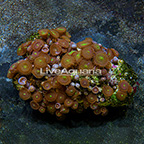 Green People Eater Colony Polyp Rock Zoanthus Indonesia IM (click for more detail)