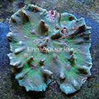 Spiny Pectinia Coral Indonesia (click for more detail)