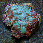 Chalice Coral Combo Indonesia (click for more detail)