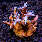 LiveAquaria® Pacman Acropora Coral  (click for more detail)