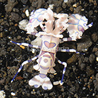 Harlequin Shrimp, Male (click for more detail)