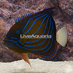 Annularis Angelfish, Adult (click for more detail)