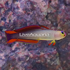 Purple Firefish  (click for more detail)