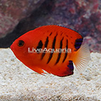 Flame Angelfish  (click for more detail)