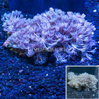Xenia Coral Indonesia (click for more detail)