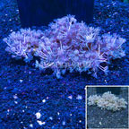 Xenia Coral Indonesia (click for more detail)