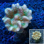 Devil's Hand Leather Coral Indonesia (click for more detail)