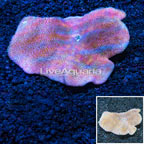 Toadstool Leather Coral Indonesia (click for more detail)