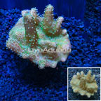 Devil's Hand Leather Coral Indonesia (click for more detail)
