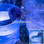 Feather Duster  (click for more detail)