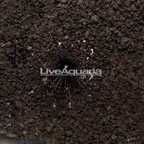 Black Longspine Urchin  (click for more detail)