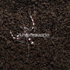 Coral Banded Shrimp (click for more detail)