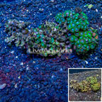 Zoanthus Coral Vietnam (click for more detail)