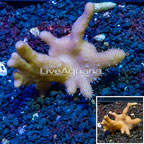 Devil's Hand Leather Coral Vietnam (click for more detail)