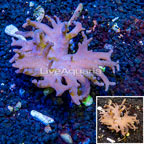 Sinularia Leather Coral Vietnam (click for more detail)