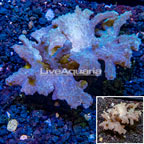 Sinularia Leather Coral Vietnam (click for more detail)