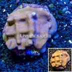 Blue Ridge Coral Indonesia (click for more detail)