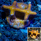 LiveAquaria® Cultured Blue Ridge Coral (click for more detail)