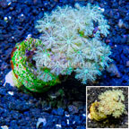 LiveAquaria® Cultured Pipe Organ Coral (click for more detail)