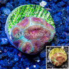 LiveAquaria® Cultured Favia Coral (click for more detail)