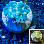 LiveAquaria® Cultured Caulastrea Coral (click for more detail)