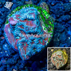 LiveAquaria® Cultured War Coral (click for more detail)