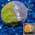 LiveAquaria® Cultured Leptoseris Coral (click for more detail)
