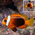 Tomato Clownfish (click for more detail)