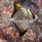 Silver Mono (click for more detail)
