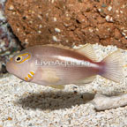 Arc-Eye Hawkfish (click for more detail)