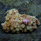 Ultra Green Galaxy Colony Polyp Rock Zoanthus Indonesia IM (click for more detail)
