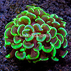 Swirly Hammer Coral Indonesia (click for more detail)