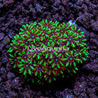 USA Cultured Blue Sympodium Coral (click for more detail)