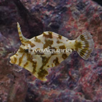 Bristletail Filefish  (click for more detail)
