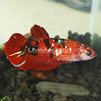 Galaxy Plakat Betta, Male (click for more detail)