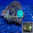 Actinodiscus Mushroom Vietnam (click for more detail)