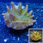 Devil's Hand Leather Coral Indonesia (click for more detail)