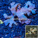 Sinularia Leather Coral Vietnam (click for more detail)