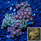 Zoanthus Coral Vietnam (click for more detail)