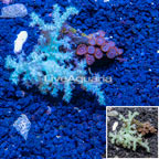 Sinularia Coral & Zoanthus Combo Coral Vietnam (click for more detail)