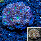LiveAquaria® Cultured Acan Lord Coral (click for more detail)