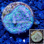 LiveAquaria® Cultured Pavona Coral (click for more detail)