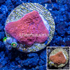LiveAquaria® Cultured Ultra Chalice Coral (click for more detail)