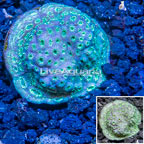 LiveAquaria® Cultured Pavona Coral (click for more detail)