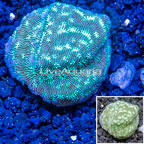 LiveAquaria® Cultured Leptoseris Coral (click for more detail)