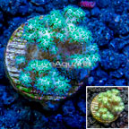 LiveAquaria® Cultured Pocillopora Coral (click for more detail)