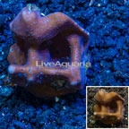LiveAquaria® Cultured Blue Ridge Coral (click for more detail)